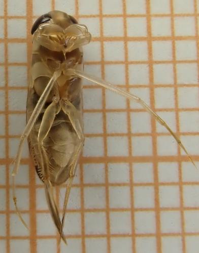 Sigara falleni